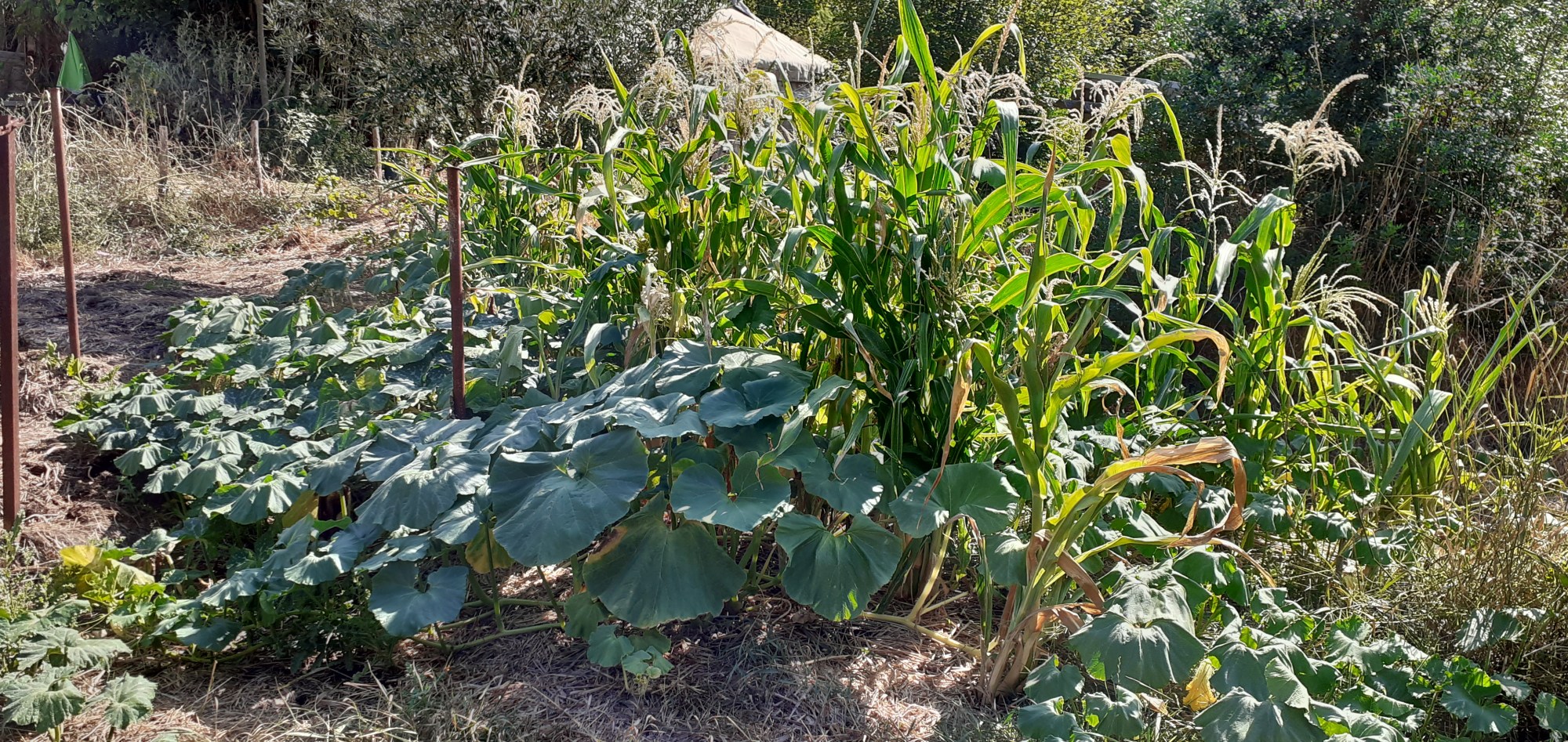 potager à l'ombre de de l'olivier