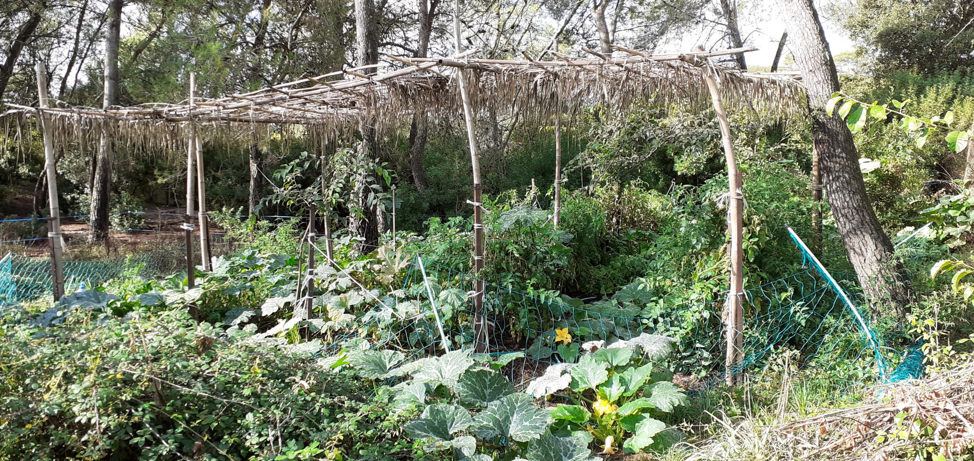 treille au potager