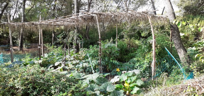 treille au potager
