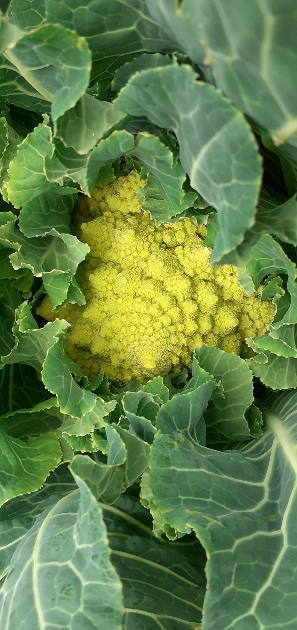 la magie du monde vegetal