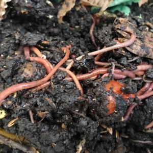 Compostage et lombrics
