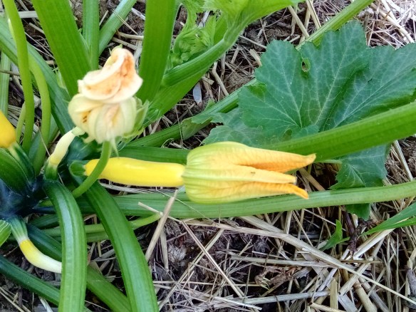 Les mystères de la vie