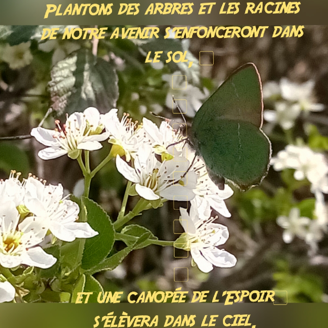 Wangari Muta Maathai "La femme qui plantait des arbres"